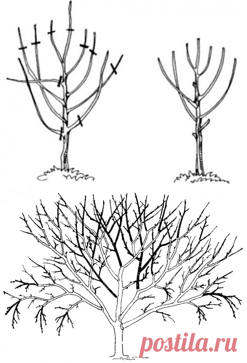 Обрезка вишни весной: советы, фото