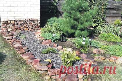 ВАЛЕРИАНА СПАСЕТ КАПУСТУ. СОВЕТ ОГОРОДНИКА