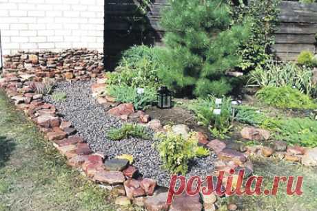 ВАЛЕРИАНА СПАСЕТ КАПУСТУ. СОВЕТ ОГОРОДНИКА