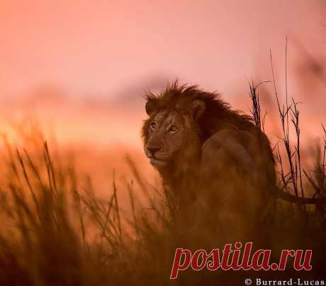 Уилл Беррард-Лукас