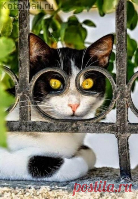 Кот в очках)