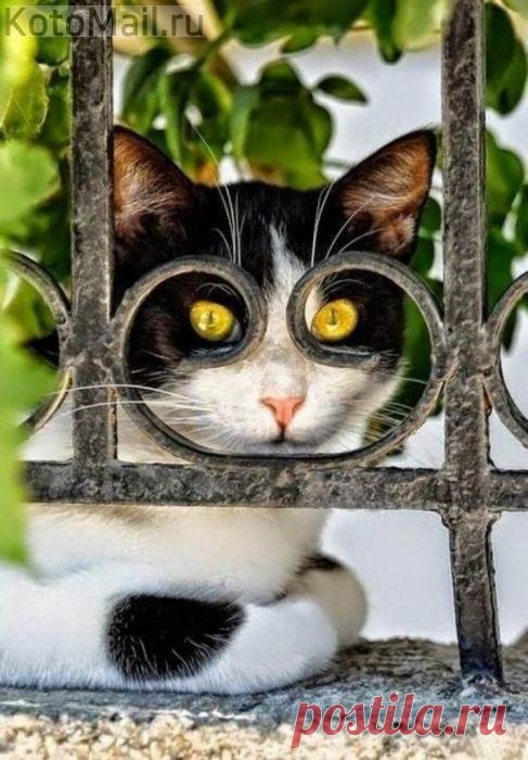Кот в очках)