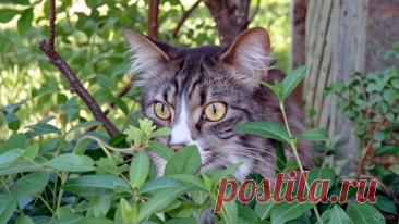 Безжалостная красавица - OGADANIE.RU