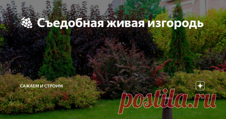 🍇 Съедобная живая изгородь Создав живую изгородь из ягодных кустарников можно совместить пользу, функциональность и красоту. Такая живая изгородь будет радовать обильным урожаем, и незваных гостей на участок не пропустит, и приусадебный участок украсит. Нужно только учитывать плюсы и минусы растений. Рассмотрим разные варианты живых изгородей.
1. Живая изгородь из ягодных кустарников
📍 Ирга
Ирга – морозостойкое растение.