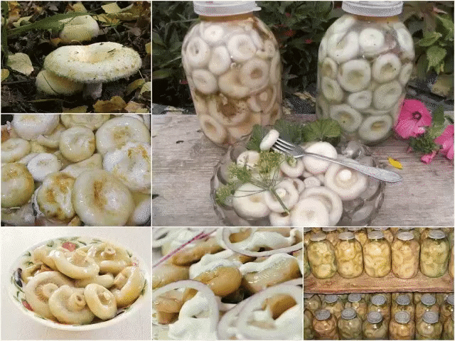 Грузди соленые
Что может быть вкуснее этой закуски? Когда зимой, открыв баночку соленых груздочков, наколов грибочек на вилочку, обмакнув в сметанку с лучком, вкушать их неповторимый вкус!
Ингредиенты:
5 кг груздей,
зонтики укропа,
чеснок по вкусу,
листья смородины и хрена по вкусу,
4 ст ложки соли,
специи по вкусу.
Для рассола:
на 1 литр воды 1 столовая ложка соли.
Приготовление:
1. Грузди почистить и хорошо промыть.
2. Замочить грузди на сутки, в глубокой емкости. Желательно добавить гнет,
