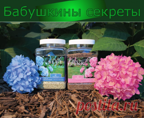 Чем подкормить гортензию летом