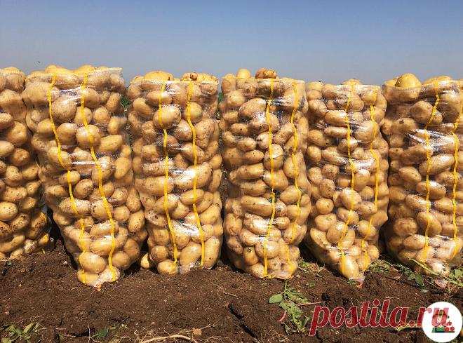 Опытная огородница рассказала про 