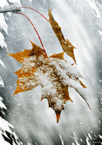 (6) Pinterest