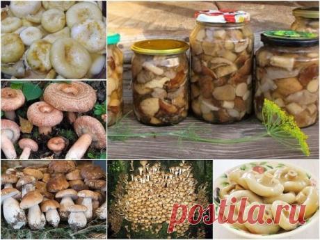 Универсальный маринад для большинства грибов
Грибочки получаются ну очень вкусными!

Ингредиенты:
- 1 литр воды,
- 50 г сахара,
- 4 ч. ложки соли,
- 3 лавровых листа,
- 4 гвоздики,
- 6 горошин душистого перца,
- 3 ч. ложки 70% уксусной эссенции (или 9% в большем количестве)

Приготовление:
1. В емкость для варки маринада влить воду, добавить специи (можно добавить и те, которые вы любите больше, например немного корицы), соль и сахар. Кипятить около трех минут, далее, влит...