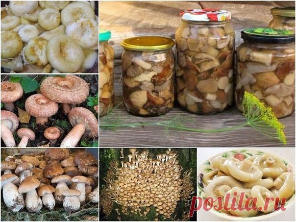 Универсальный маринад для большинства грибов
Грибочки получаются ну очень вкусными!

Ингредиенты:
- 1 литр воды,
- 50 г сахара,
- 4 ч. ложки соли,
- 3 лавровых листа,
- 4 гвоздики,
- 6 горошин душистого перца,
- 3 ч. ложки 70% уксусной эссенции (или 9% в большем количестве)

Приготовление:
1. В емкость для варки маринада влить воду, добавить специи (можно добавить и те, которые вы любите больше, например немного корицы), соль и сахар. Кипятить около трех минут, далее, влит...
