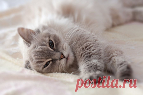Фотография Отдохнуть от суеты... из раздела животные - Photosight.ru