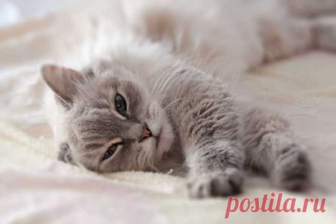 Фотография Отдохнуть от суеты... из раздела животные - Photosight.ru