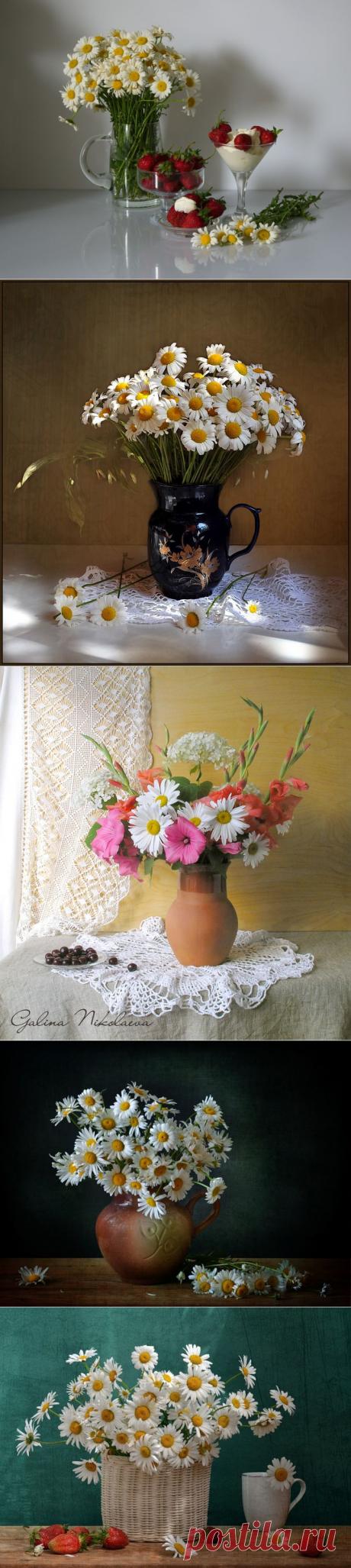 Просто о ромашках! Обняла ромашка белую ромашку,
И стоят в обнимку - сердце нараспашку!
Летние подружки, белые ромашки,
Вам лесные феи выткали рубашки -