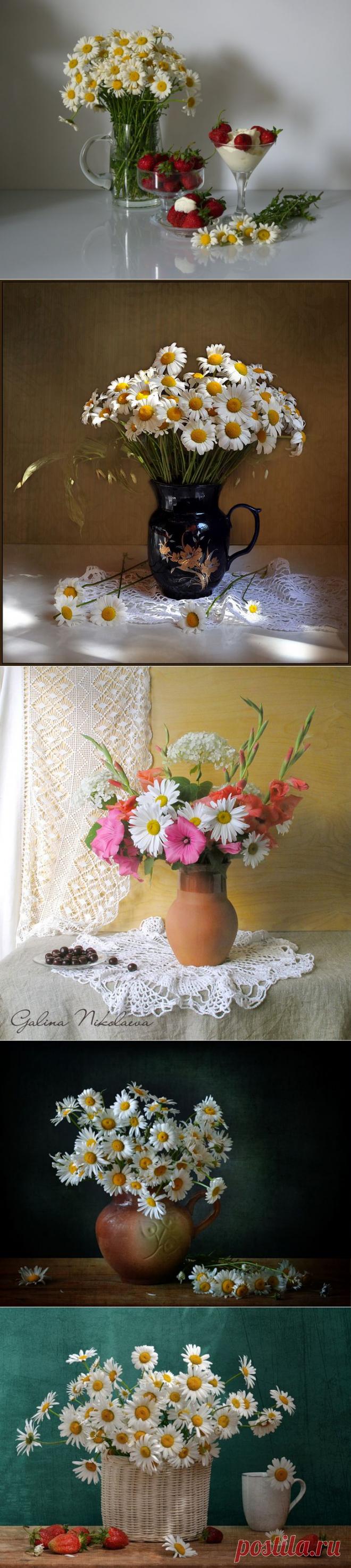 Просто о ромашках! Обняла ромашка белую ромашку,
И стоят в обнимку - сердце нараспашку!
Летние подружки, белые ромашки,
Вам лесные феи выткали рубашки -