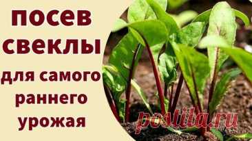 СЕЮ СВЕКЛУ В НОГИ К ТОМАТАМ. Совмещенные посадки для самого раннего урожая | Волшебная грядка | Дзен