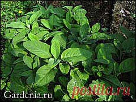 Шалфей лекарственный в цветнике