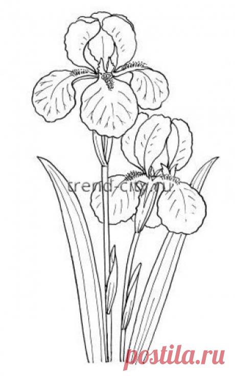 Схема вышивки гладью - Ирисы - вышивание на trend-city.ru