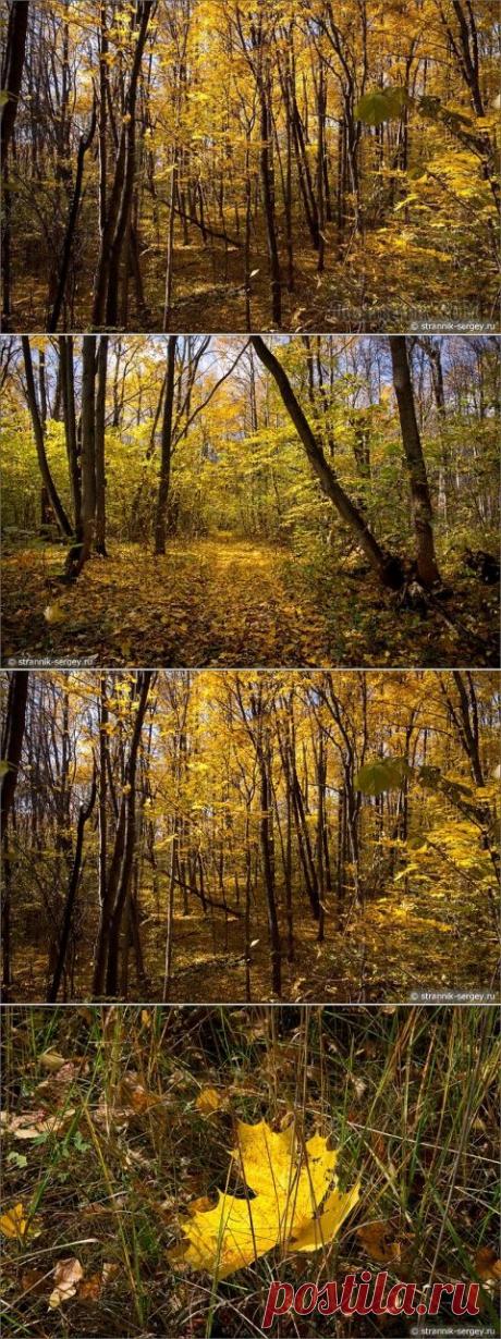 Прощальный вальс деревьев