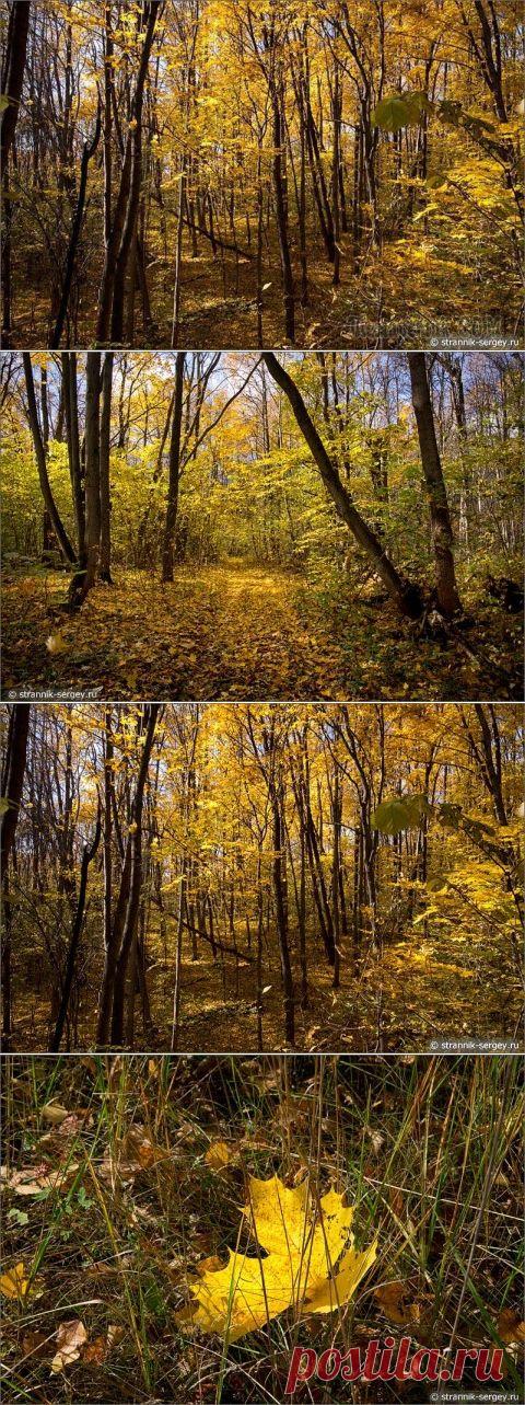 Прощальный вальс деревьев