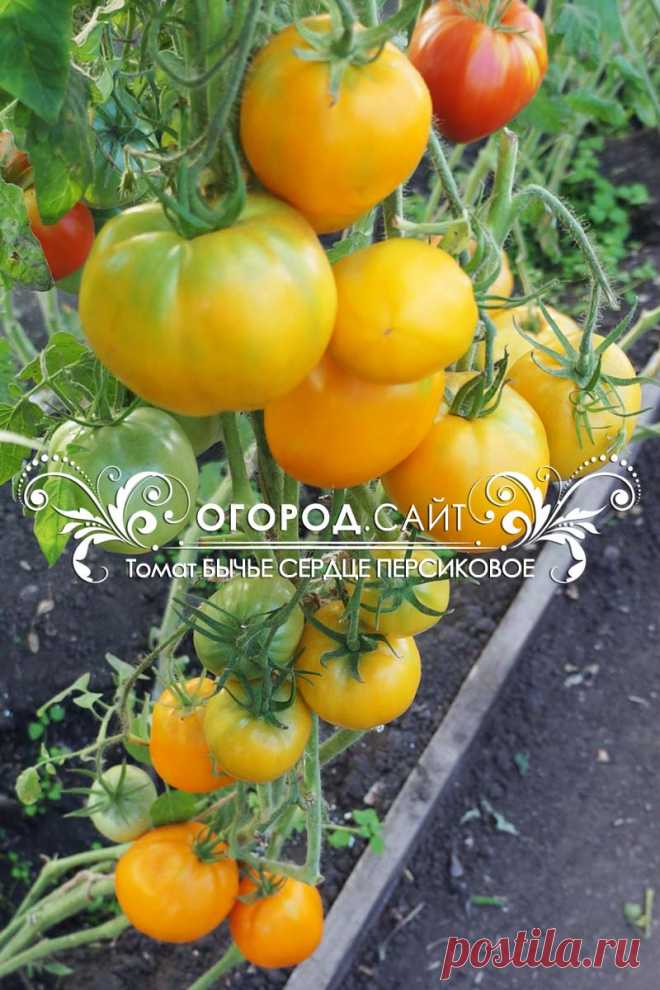 Томат Бычье сердце персиковое минусинское, семена | ОГОРОД.сайт