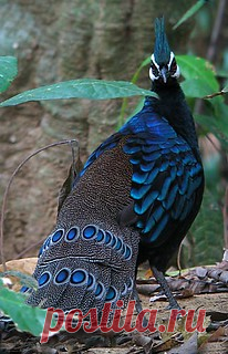 palawan peacock-pheasant | mauilontoc | Flickr