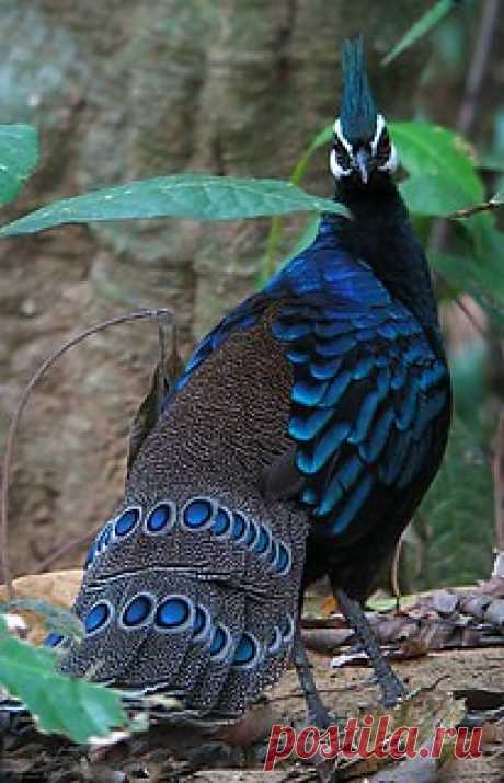 palawan peacock-pheasant | mauilontoc | Flickr
