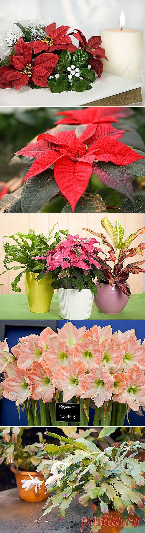 Цветы к Рождеству на Supersadovnik.ru