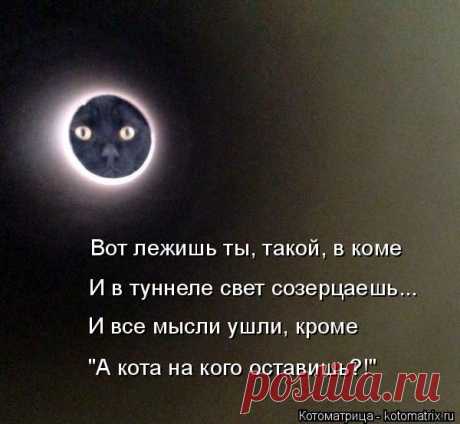 Котоматрица: Лучшие за прошлую неделю