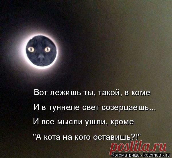 Котоматрица: Лучшие за прошлую неделю