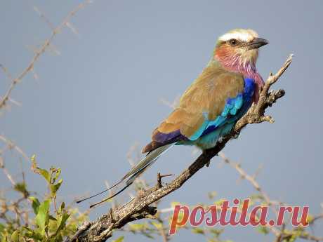 Gewone Troupant / Lilac-breasted Roller | Kruger National Pa… | Flickr