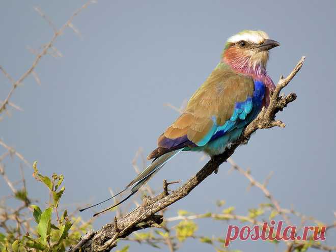 Gewone Troupant / Lilac-breasted Roller | Kruger National Pa… | Flickr