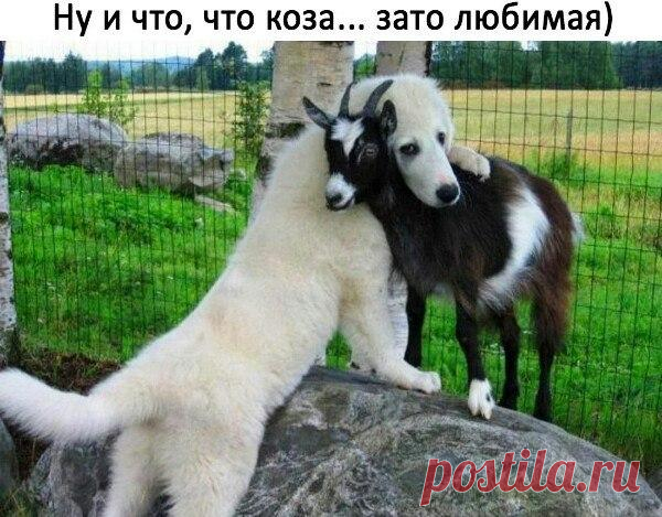 Ну и что, что коза? Зато любимая!...