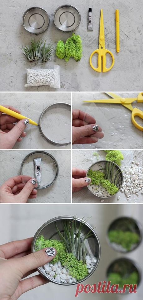 Mini Air Plant Terrariums