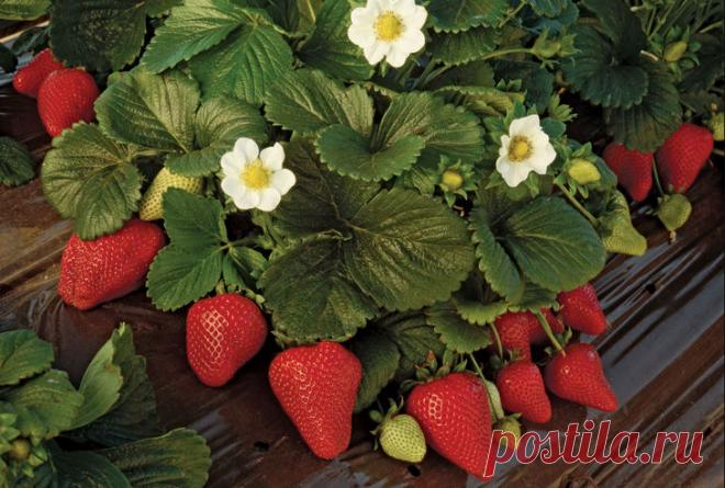 Как вырастить ремонтантную землянику » Сад для всей семьи - практическое садоводство