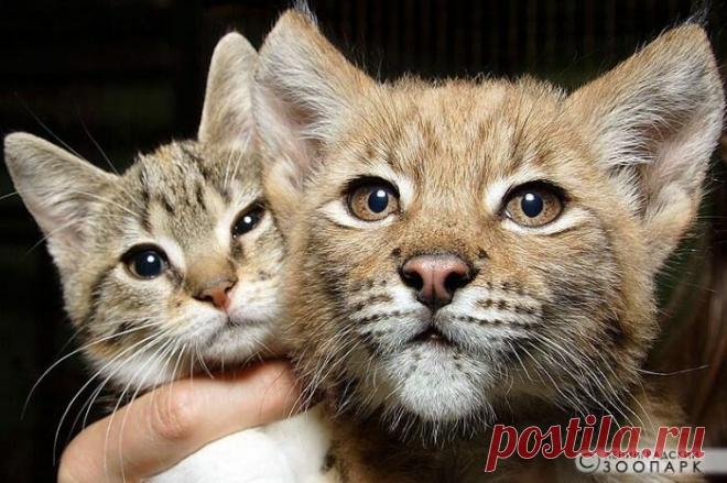 В зоопарке Санкт-Петербурга вот уже 12 лет в одном вольере живут кошка и рысь