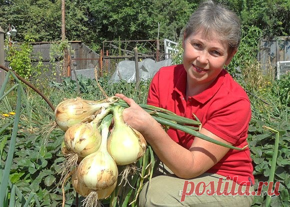 ИЗ ДНЕВНИКА ДАЧНИЦЫ

Как я ухаживаю за луком

Я еще не ахти какой огородник. Но вот лук у меня растет просто замечательно. А ухаживать за ним научила одна соседка по даче: все завидуют ее урожаям! Вот и я хочу рассказать Вам, как это делается. Так сказать, пустить секреты соседки в массы.

Посадка лука-севкаСекрет первый. Лук не любит глинистой почвы, если у Вас таковая, нужно на грядку обязательно насыпать песка, торфа, все перемешать. А еще нужна слабощелочная почва, есл...