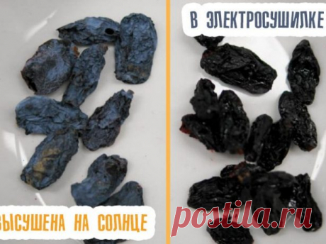 Как сохранить на зиму урожай жимолости: полезные рецепты