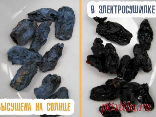 Как сохранить на зиму урожай жимолости: полезные рецепты