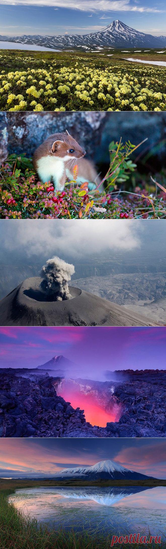 Очарованный Камчаткой / Туристический спутник