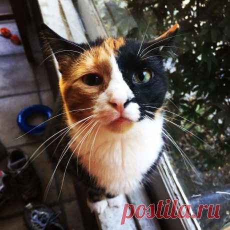 10+ котов, которые поразят вас необыкновенной раскраской. Ридус