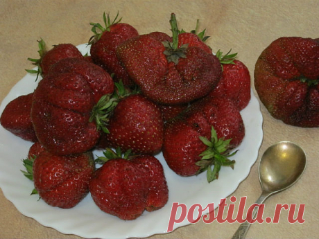 Вырастим клубнику.