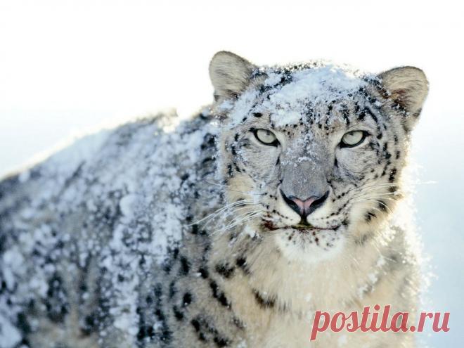 masterok: Ирбис или снежный барс