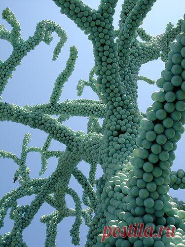 (158) Pinterest - speaking of old pics from my Flickr (woefully needing new uploads), a classic: Sonoma blueball tree | Gardens: beautiful trees