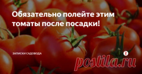 Обязательно полейте этим томаты после посадки!  Здравствуйте  дорогие садоводы! Сегодня хочу предложить вам поговорить о том, как защитить томаты, сразу после высадки в грунт, от многих вредителей, желающих полакомиться нежными росточками и стебельками нашей рассады.
Итак, высаживаем томаты в грунт привычным для вас способом. Хорошо поливаем высаженные томаты водой. Приступаем к приготовлению раствора, отпугивающего вредителей. Для этого нам на