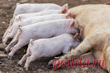 В российском театре пожаловались на свинарник