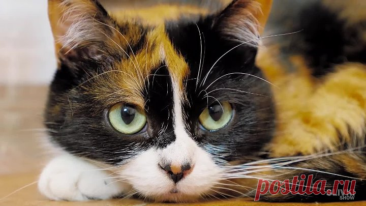7 ЛАЙФХАКОВ КОТОРЫЕ УПРОСТЯТ ЖИЗНЬ ВАШЕГО  КОТА!