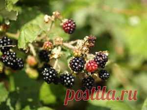 Разминаем шею. Как снять мышечное перенапряжение