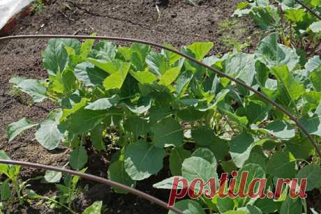 Посев капусты под зиму - авантюра или эффективный метод? давних времен огородники занимаются подзимними посевами, высвобождая драгоценное время в весеннюю страду. Многие из нас и сегодня практикуют такой выгодный подход, но среди ассортимента овощей, пригод…