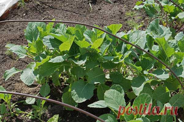 Посев капусты под зиму - авантюра или эффективный метод? давних времен огородники занимаются подзимними посевами, высвобождая драгоценное время в весеннюю страду. Многие из нас и сегодня практикуют такой выгодный подход, но среди ассортимента овощей, пригод…