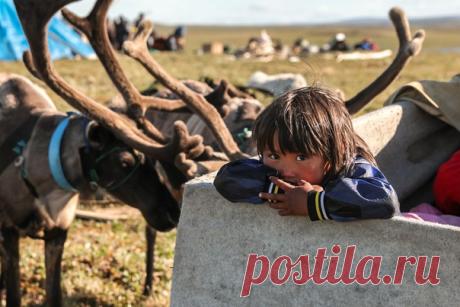 Корреспонденты National Geographic Traveler отправились в Заполярье посмотреть, как ненцы из общины Ямб То отмечают День оленя – главный праздник северного лета. Остальные снимки Антона Тайбарея – на нашем сайте: nat-geo.ru/photo-master/1215330-den-olenya-v-naryan-mare-fotoreportazh